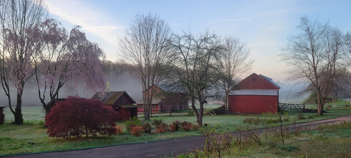 This morning was so beautiful on the farm as the sun rose & the fog lifted up!