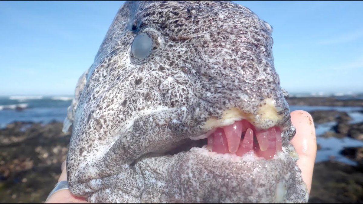 @ElakhaA This can happen to other animals!
Wolf eels like to eat red sea urchins, and as a result, some of them develop a red tint to their teeth.