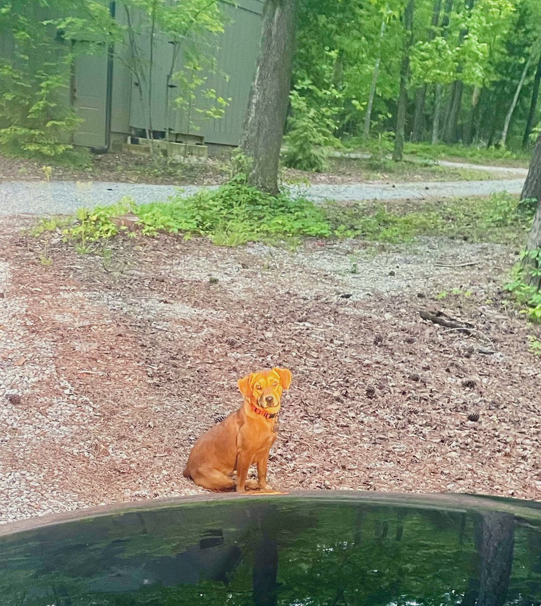 Neighbor's dog (my most favorite pup) blocking me when I tried to leave for work this morning! 🥰