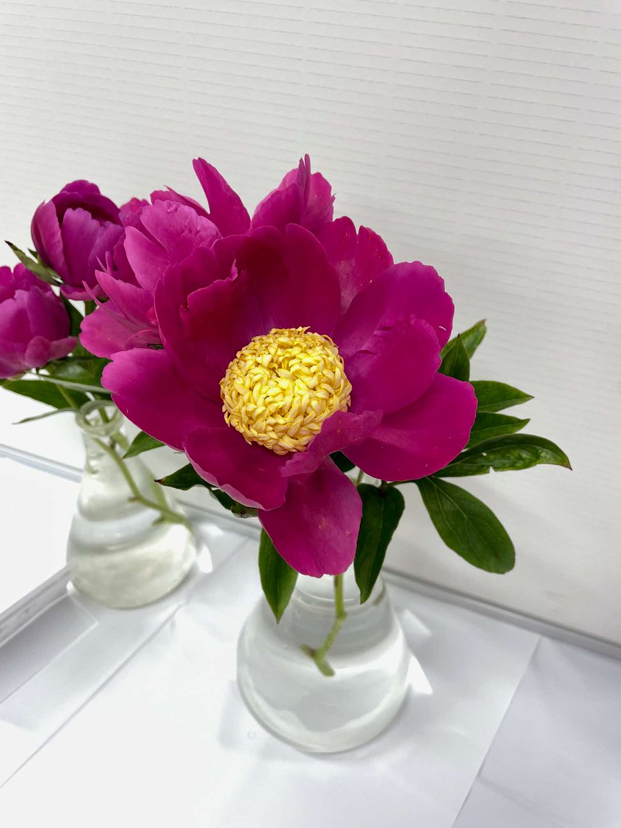 肥後しゃくやく展開催🌼
塚原歴史民俗資料館にて肥後六花の1つである肥後芍薬の切り花を展示しています！桜衣、想夫恋など素敵な名前の品種の花が並び、展示室は素敵な香りに包まれています。観覧は午前中がおすすめ。この機会にぜひご覧ください。
※会場は博物館ではありませんのでご注意ください。