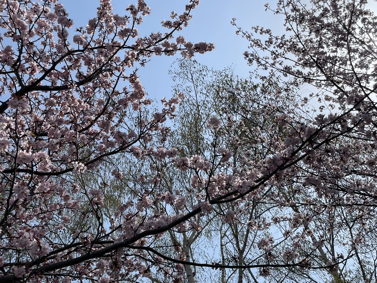 会社の桜咲いてた🌸
天気いい日に仕事したくないけど
忙しい週末乗り越えよ🔥