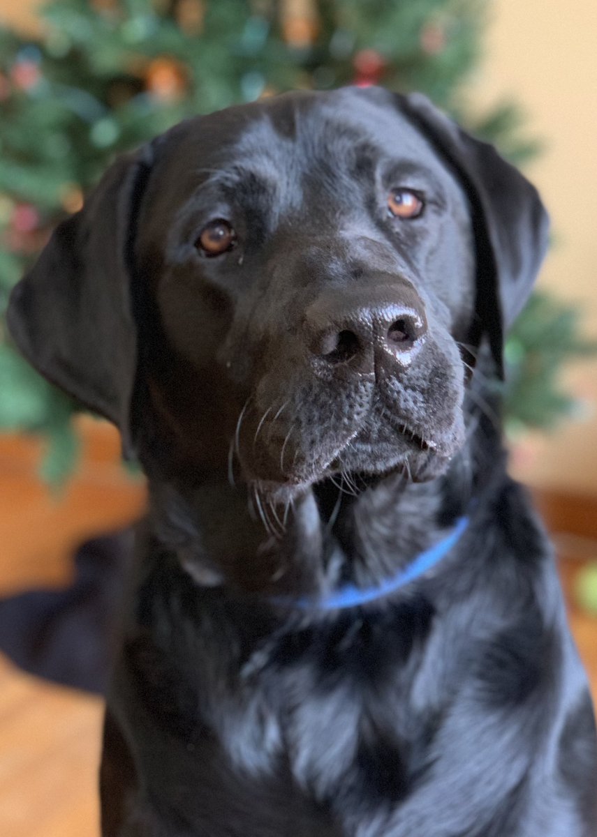 StGirl64's tweet photo. @joncoopertweets Boomer. Such a good boy. 110 lbs of love, fun, loyalty and companionship. https://t.co/QYhL160x4i