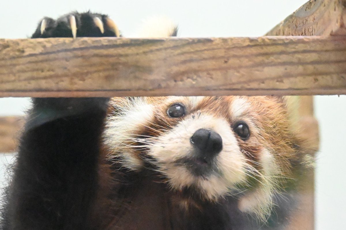 千葉市動物公園のレッサーパンダ メイメイちゃんかな？
かわいいな😃💕
📷2024.4.27
#千葉市動物公園
#レッサーパンダ
#RedPanda