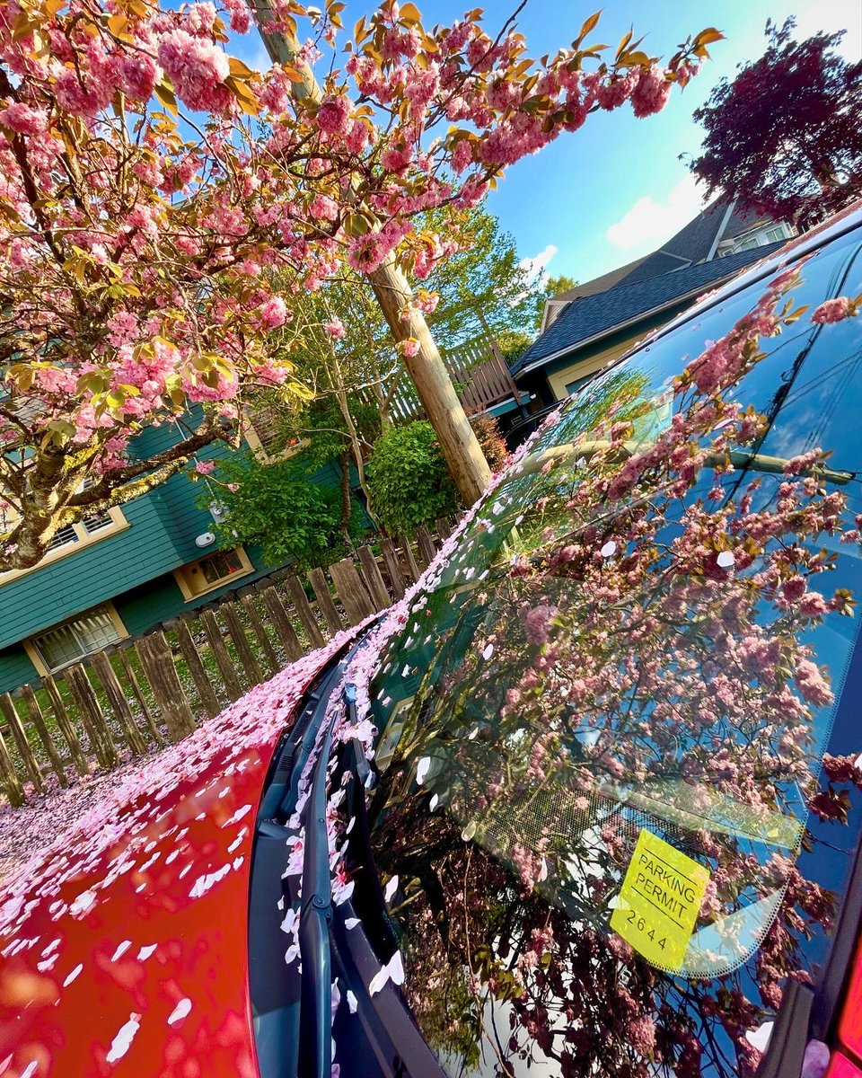 Snow Blossoms in Kits 🌸🌸💗 #kitsilano #cherryblossoms #kanzansakura