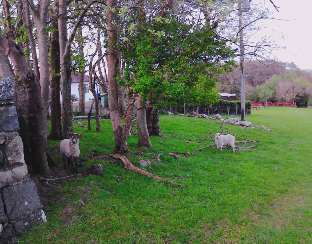 Cute little Spring lambs everywhere #lambs #AnimalLovers #animals