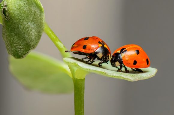 The collective noun for a group of ladybirds is:
A loveliness. 
This pleases me as much as a tower of giraffes.