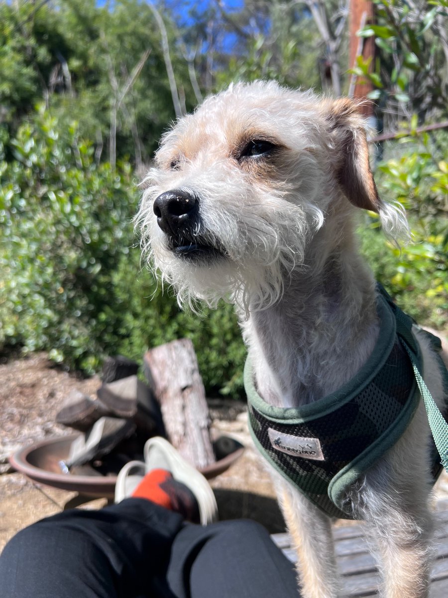 My best friend who I love despite his constant whines, anxiety and the fact he sometimes climbs on the table to eat our breakfast scraps. Would never shoot and discard in a gravel pit.