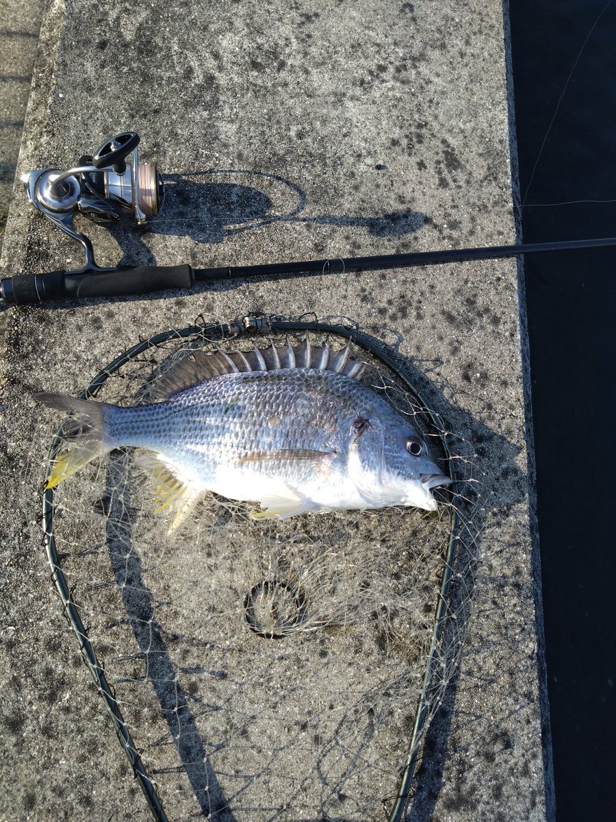 本日の釣果キビレ