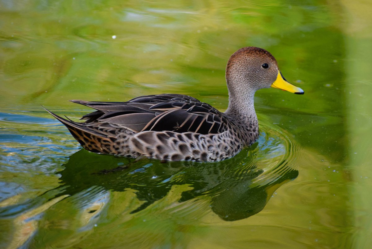 Linda, lindíssima marreca_parda, no Parque Bicentenário, em Santiago do Chile #faunafrutoeflor #birdphotography #birds_captures #bird #marrecaparda #anasgeorgica #parquebicentenariovitacura #parquebicentenario #santiago #santiagodechile @chiletravel #naturephotography #natureza