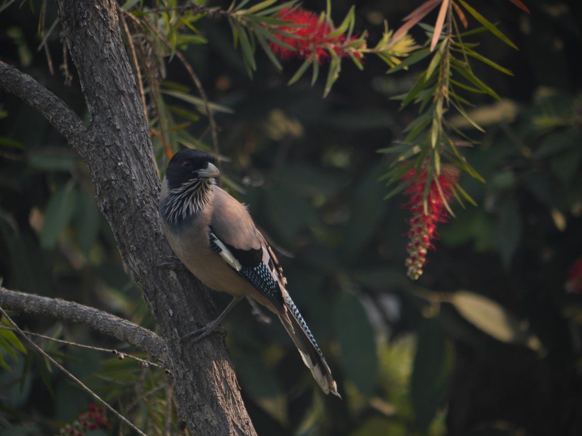 The other day I saw a #himalayanbulbul chase an #blackheadedjay which is way larger. #IndiAves #Aves #TwitterNatureCommunity #BirdsofTwitter #SaturdayMorning #NaturePhotography #wildearth #wild_himalayan #heartofconservation #podcast #hillsidebirds #birding