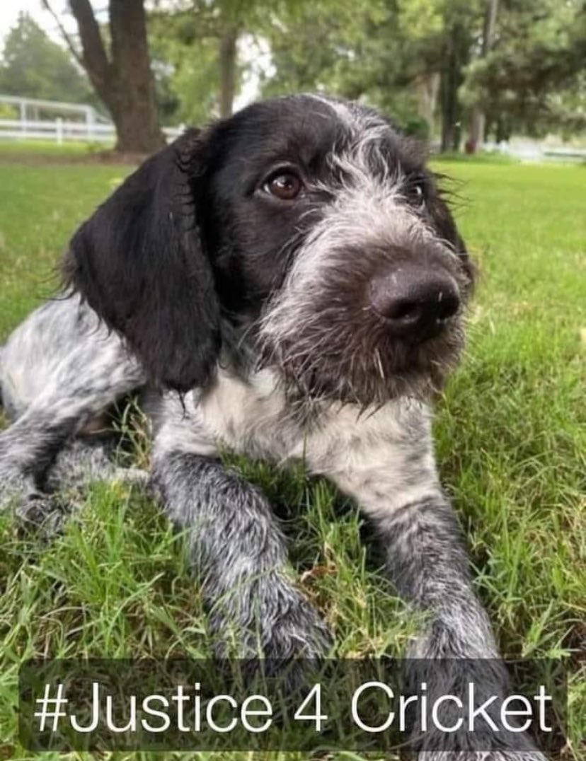 This is Cricket, the 14 month old puppy that was shot and killed by Kristi Noem, Governor of South Dakota. Kristi thought she was a worthless hunting dog so she murdered her. 😡 #KristiNoemIsAMonster