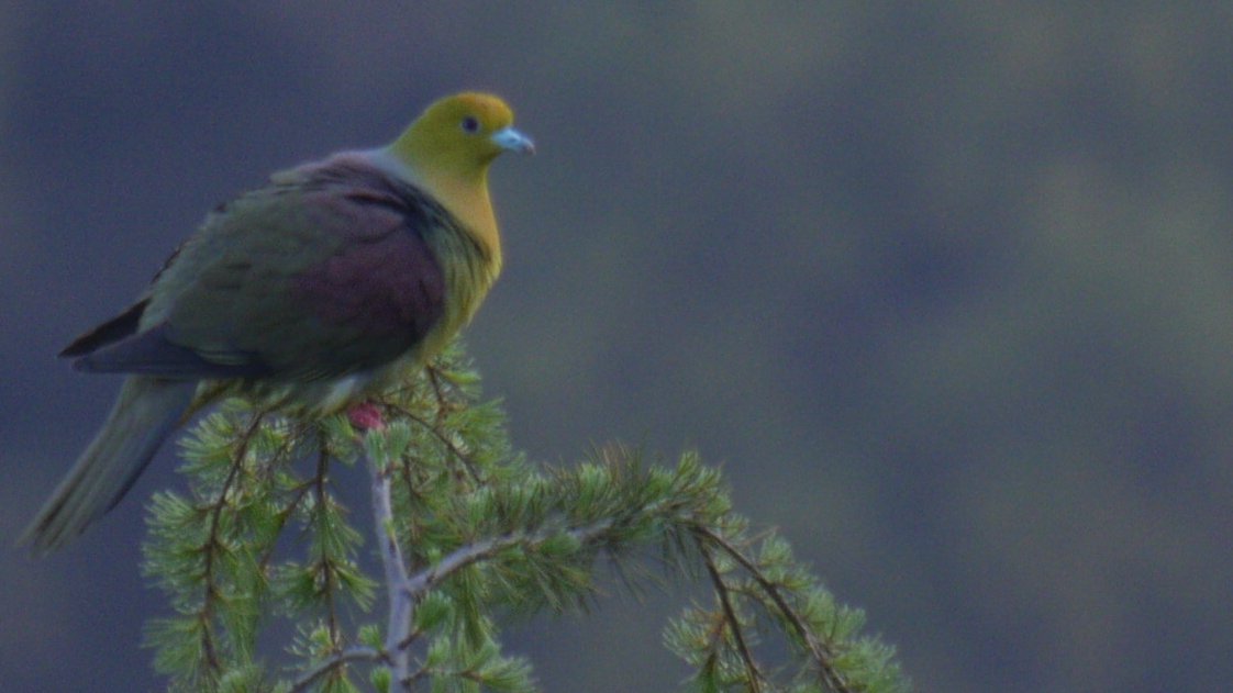 🌲🔥🌲🐦The hills are #ablaze with folks #burningfields and  #forests. It's amazing there are a few #birds around considering the #airquality
It's also #NestingTime  #WedgeTailedGreenPigeon #pollution #HeartofConservation #podcast #wild_himalayan #malebird #Uttarakhand #Ranikhet