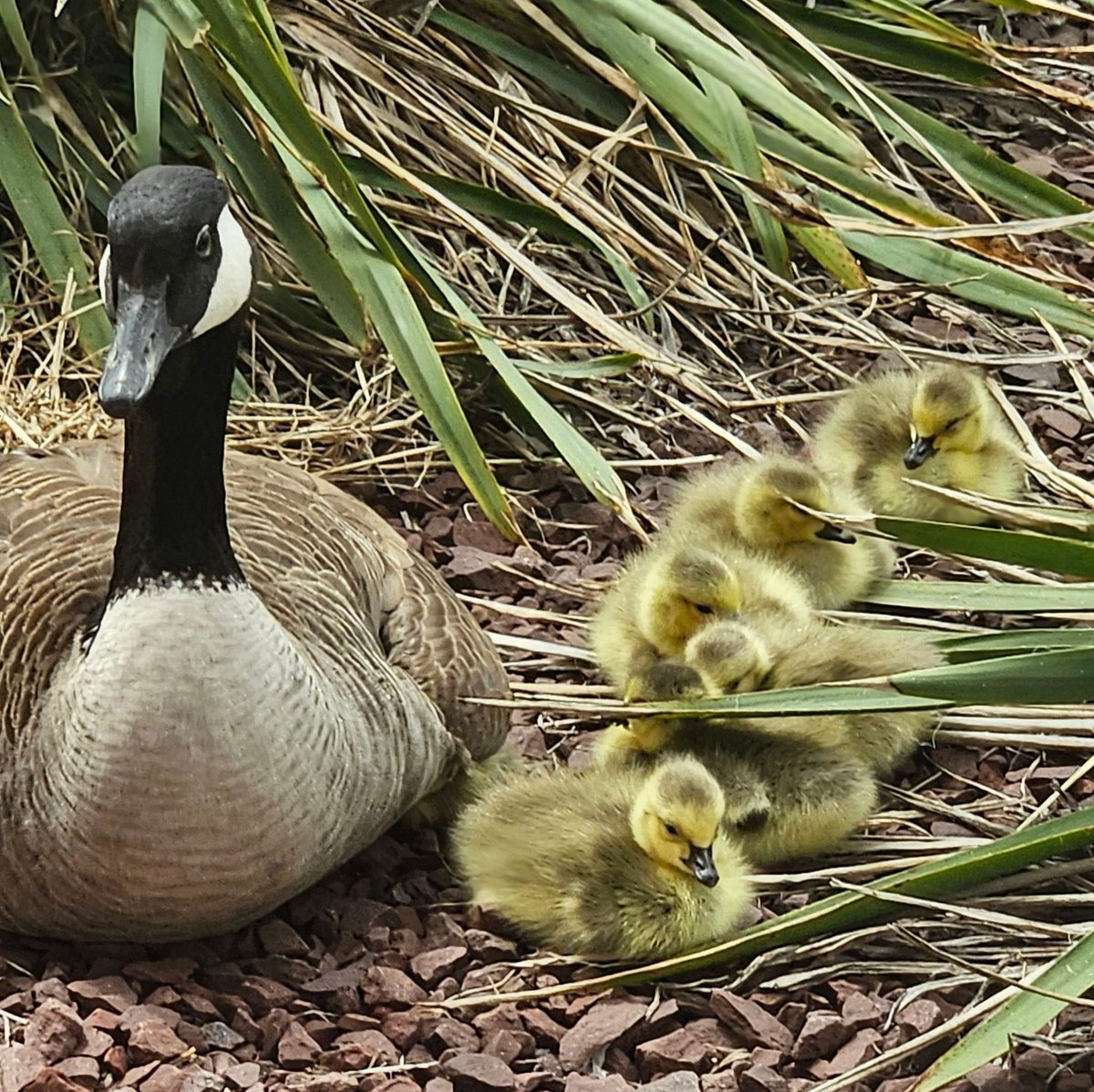 Welcome to LECOM!​ Eggs have hatched for the resident geese on the campus of LECOM Erie signaling the new life and renewal that is springtime. Many Canadian geese, which mate for life, make their home on the LECOM grounds, much to the delight of students, buff.ly/3tC5ANc