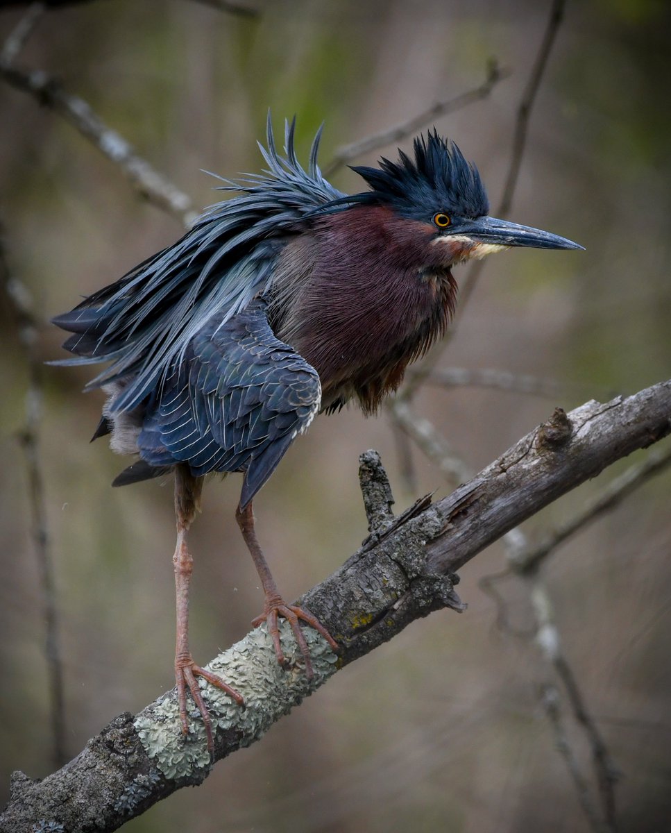 thegreenheron tweet picture