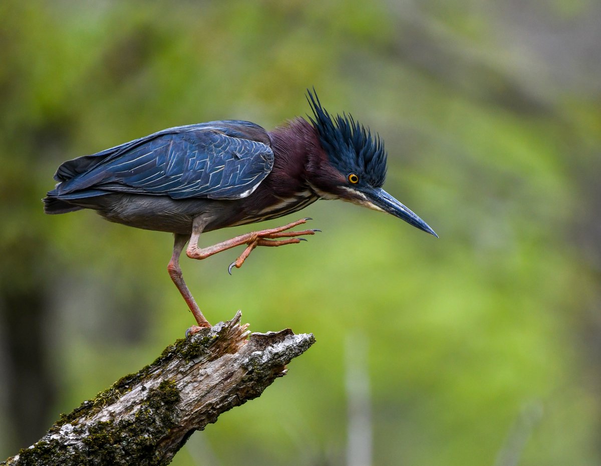 thegreenheron tweet picture