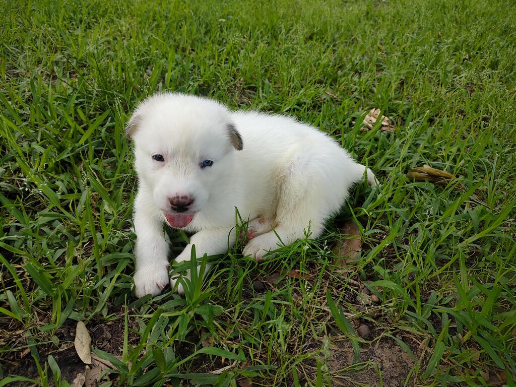 4 week old Auri
👉 amzn.to/43cNsKc
#dogs #ad #pets #adogslife #cutedogs #dogsoftwitter #iloveanimals #petlife #petsoftwitter #cute  #petlovers #dog #DogsOnTwitter #dogtwitter #dogoftheday #pet #petsontwitter #adorable #cute #cuteanimals