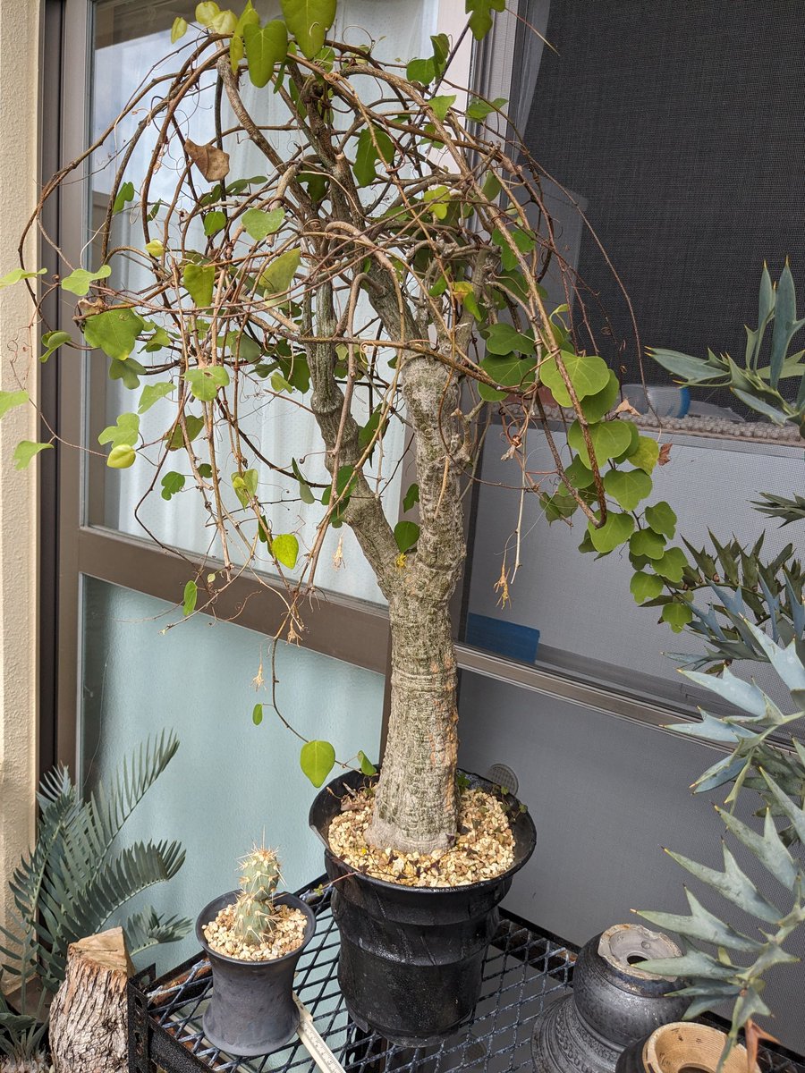 虎次郎@Plants on X