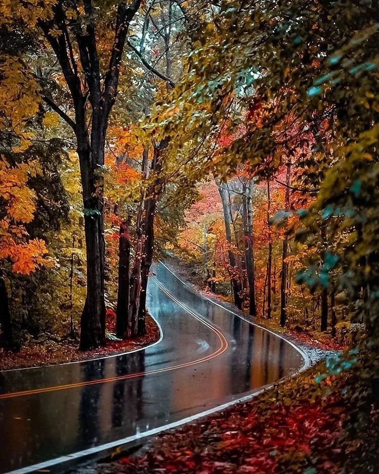 🍁🍂 Rain soaked road.
#fall #fallphotography #fallvibes #fallcolors #nature #travel #roadtrip #hikingexplore
