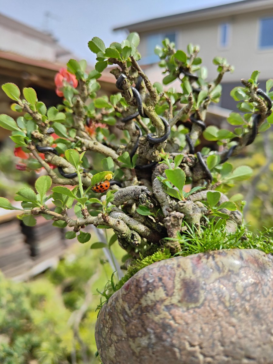 hiruma_bonsai tweet picture