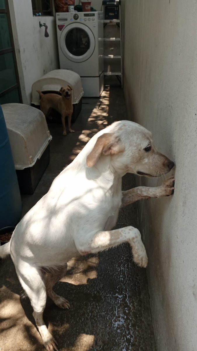 En #AdopcionResponsable
Edad: 1 año
Nombre: cookie
No esterilizada
Convive con niños y perritos Talla: grandes 
Carácter: muy traviesa, cariñosa
Come: croquetas fidus pro
Tiene su cartilla de vacunación 
Tel: 9934 45 46 21
Barbara Miranda López