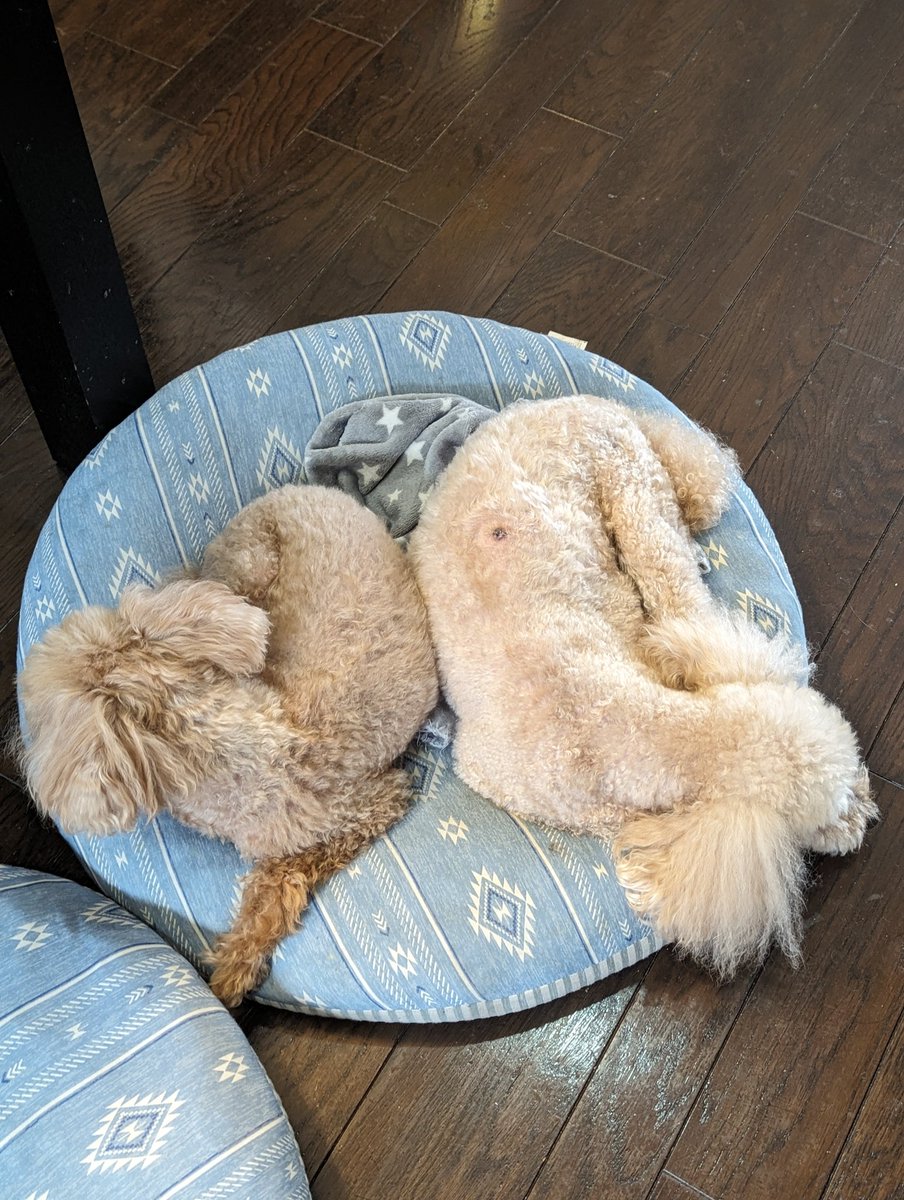 らぶとむ (@DSBI1t43MOmiHuf) / Posts / X