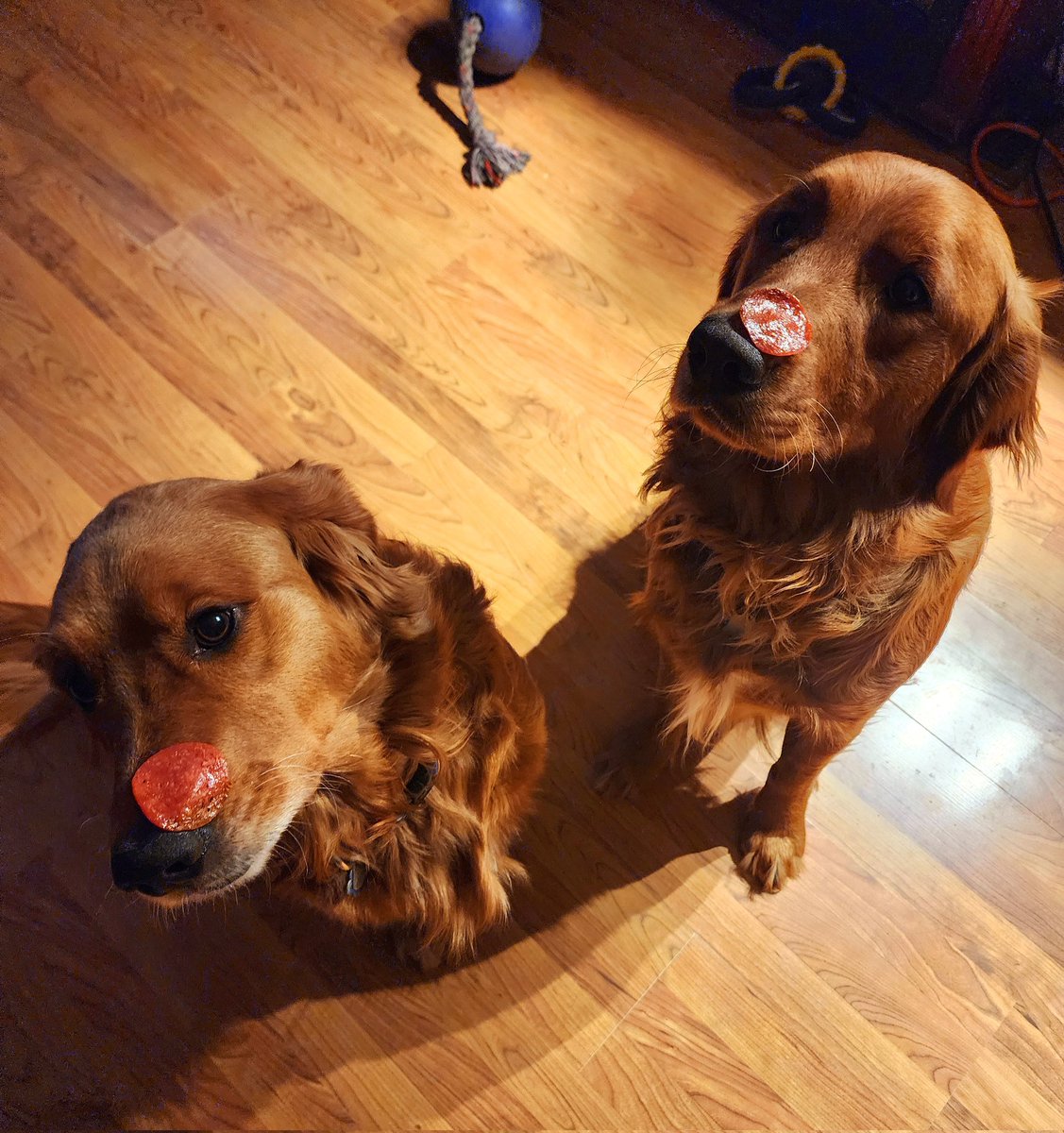 Although this looks photoshopped, it is not. Balancing pepperoni on our snouts. We did it!! #dogsoftwitter #goldenretriever