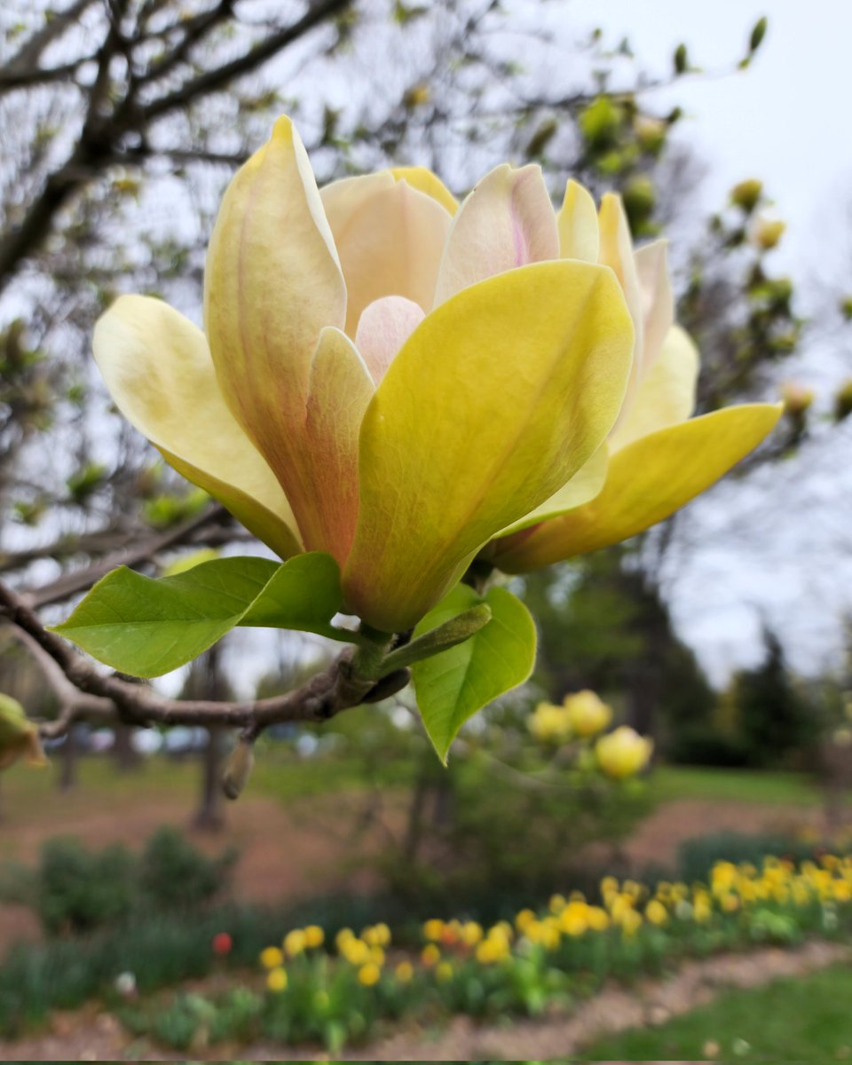 Orange County Arboretum 
Hamptonburg, NY

Saturday, April 27th

#flowers #visitorangecountyny #iloveny #hudsonvalley