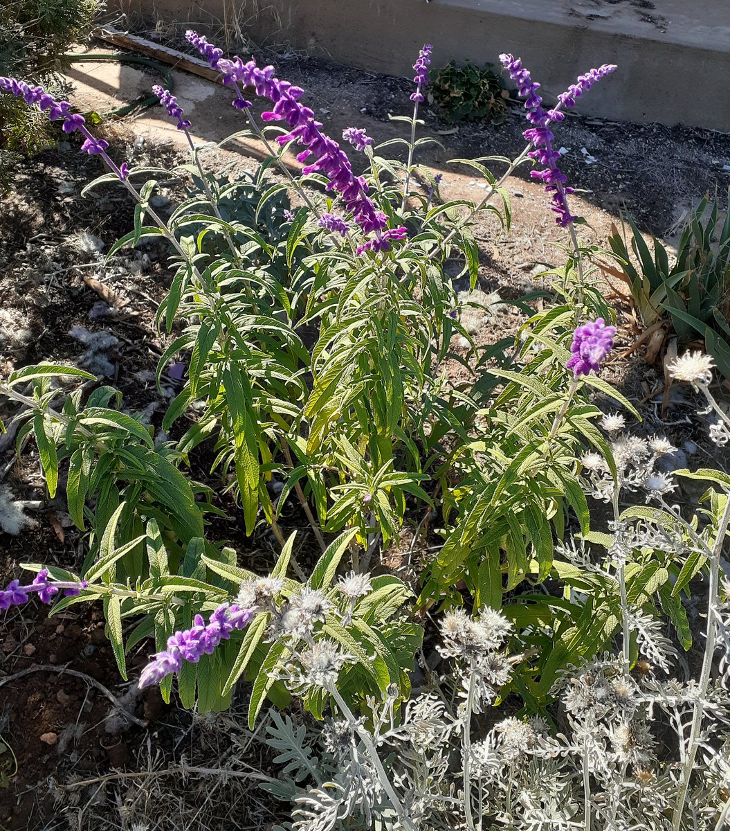 Mexican Sage, Salvia mexicanus a real autumn garden treat! 💜

#plantwhisperer #GardeningX #Flowers #FlowersOfTwitter #flowersmakeeverythingbetter #writerslife #cottagegarden