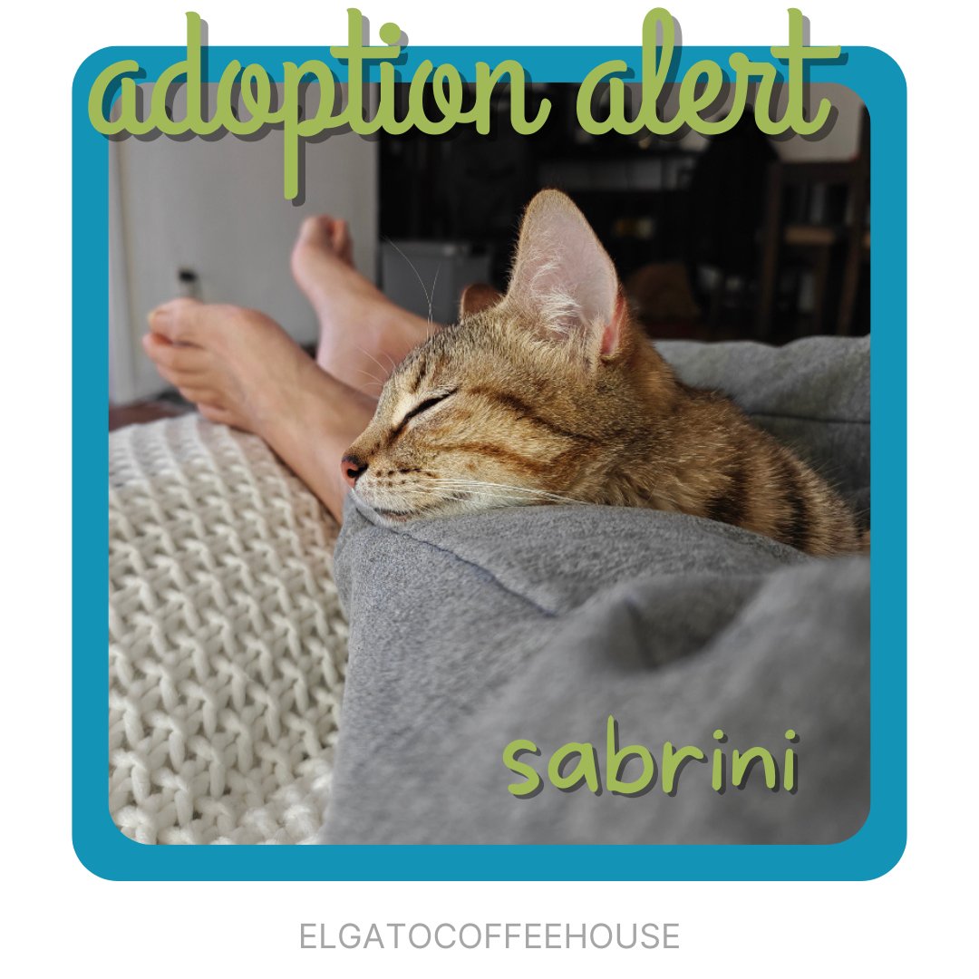 Sabrini’s rescuer officially became her cat dad! After her intake with us, he realized he missed her too much❤️ She’s now back with him, but this time it’s her furrever home! Sabrini is Adoption 797! Celebrate with us at our 7 year anniversary tomorrow as we count down to 800!