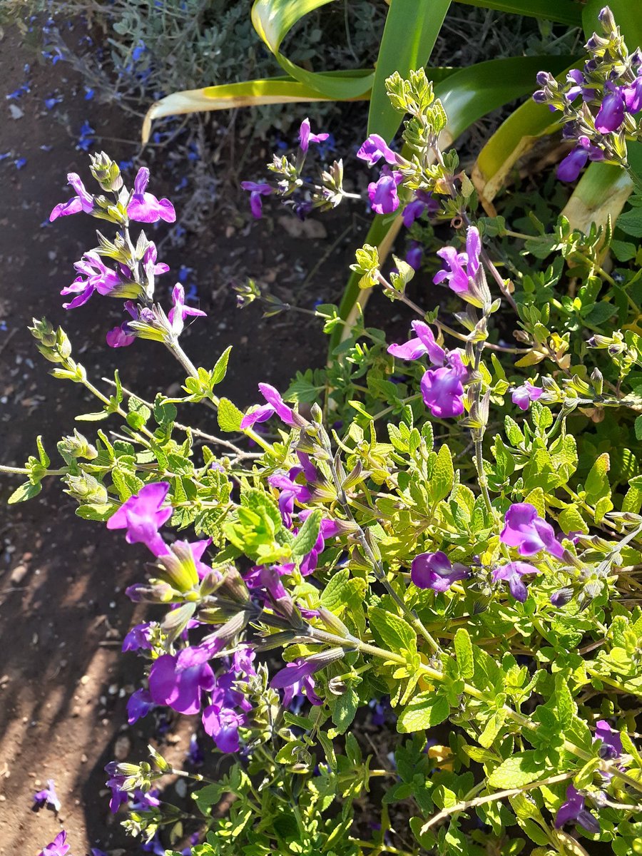 Salvia Christine Yeo, a tough garden survivor! 💜

#plantwhisperer #GardeningX #Flowers #FlowersOfTwitter #flowersmakeeverythingbetter #writerslife #cottagegarden