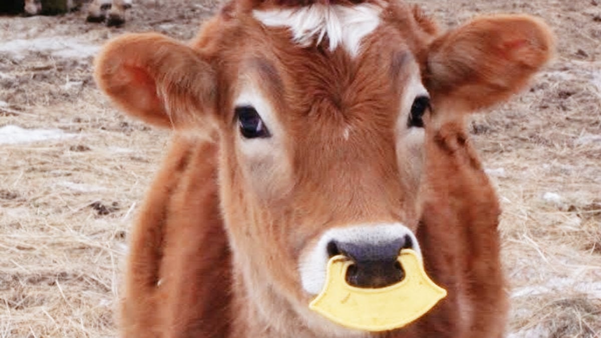 It is called a weaning ring, an anti-suckling device. #Imagine if a human child was forced to wear such a device to prevent them from breast feeding, so their mother's #milk could be stolen for another species.