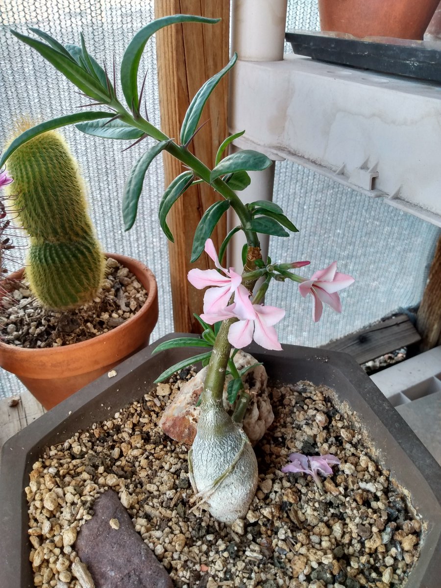 Pachypodium succulentum
This is only the 2nd yr I've had this one.
Happy to see flowers. 🥳