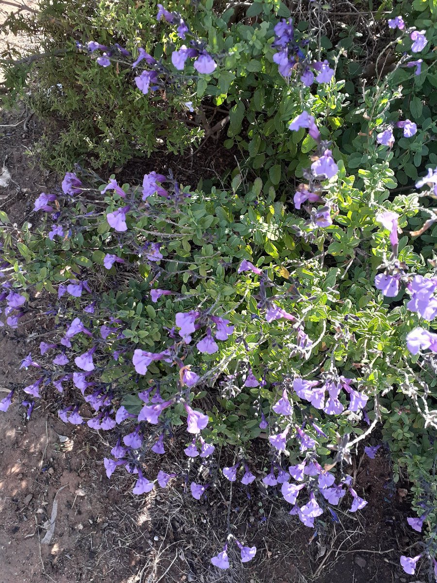 Salvia microphylla So Cool Purple, a mass of purple every autumn! 💜

#plantwhisperer #GardeningX #Flowers #FlowersOfTwitter #flowersmakeeverythingbetter #writerslife #cottagegarden