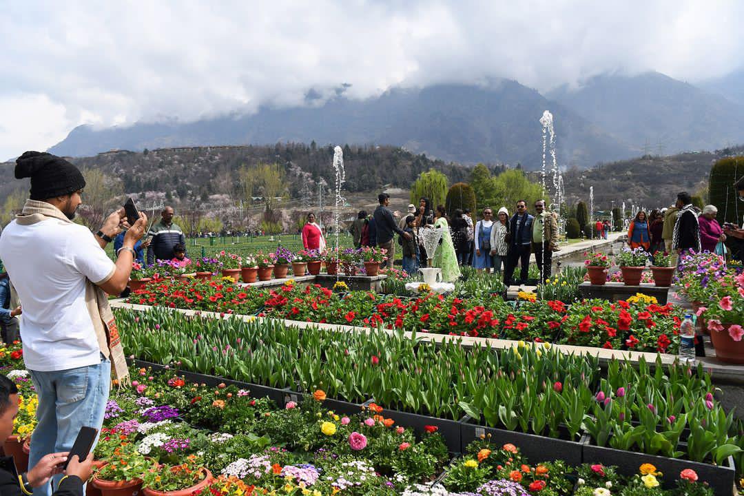 InPics | Tulip Garden In Srinagar, Asia's largest, Opens For Public
#Tulipgardenserinagar 
.
.🎋🍂🎋🍂🎋🍂🎋🍂🎋🍂🎋