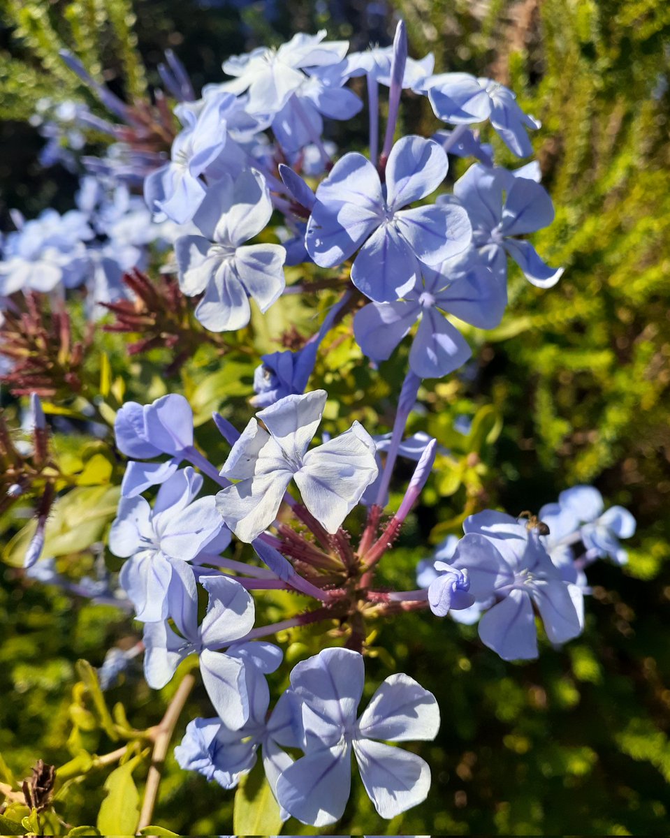 Plumbago Royal Cape, pretty powder blue loveliness! 💙 

#plantwhisperer #GardeningX #Flowers #FlowersOfTwitter #flowersmakeeverythingbetter #writerslife #cottagegarden