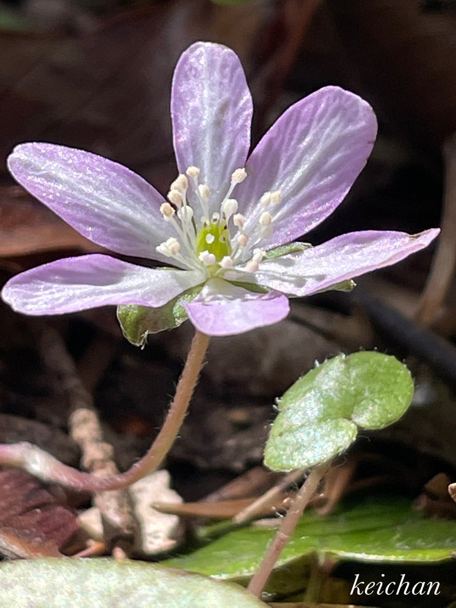 箱根湿生花園18