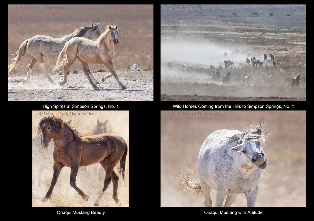 '...stories have been told of wild horses with wind in their manes, fire in their eyes and freedom in their hearts. . . . Americans have insisted they want their wild horses to live that way, forever.' ~ Terri Farley Belinda Greb Photography belinda-greb.pixels.com/art/onaqui+wil…