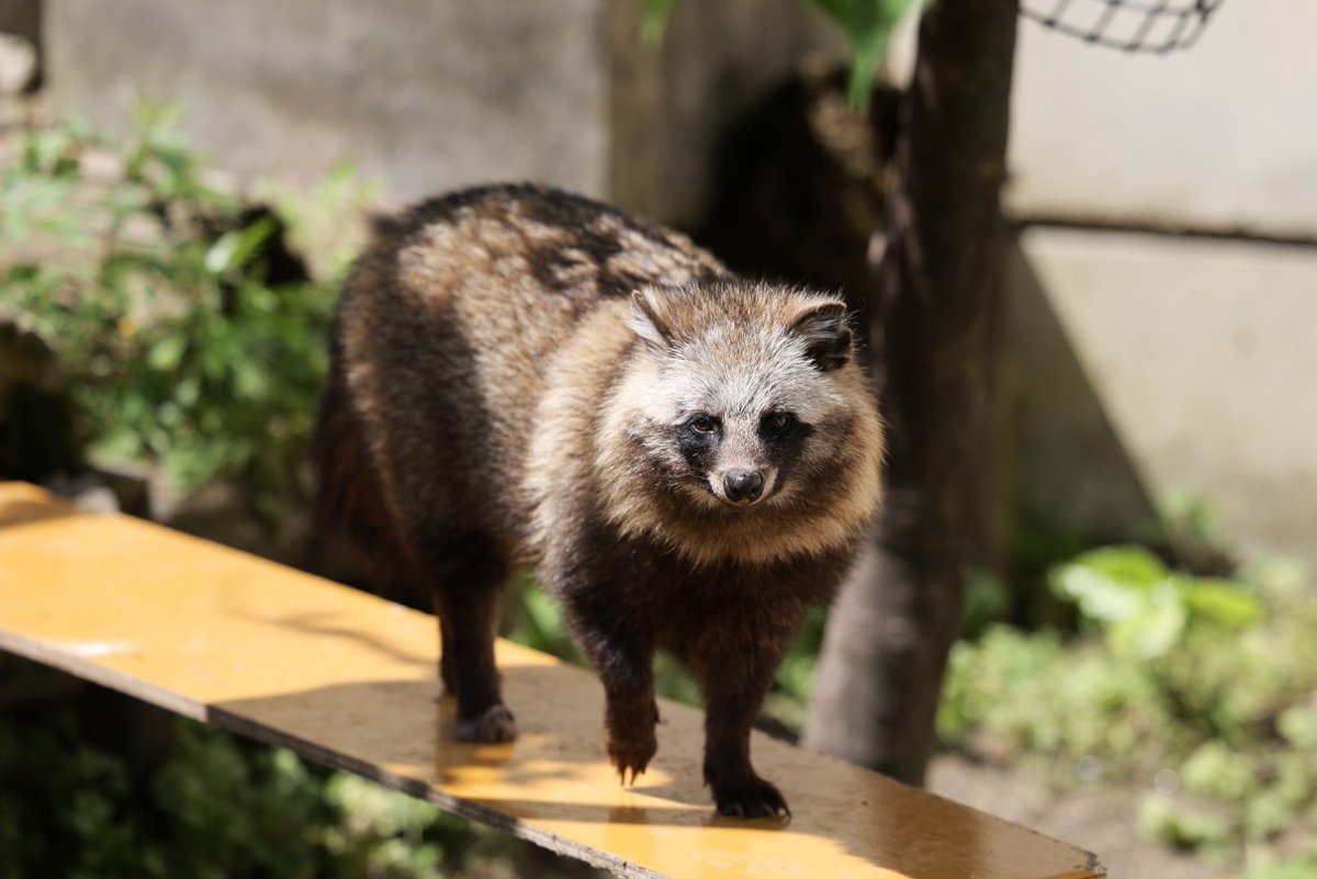 今日のたぬきおはたぬ #ホンドタヌキ  #東山動植物園
