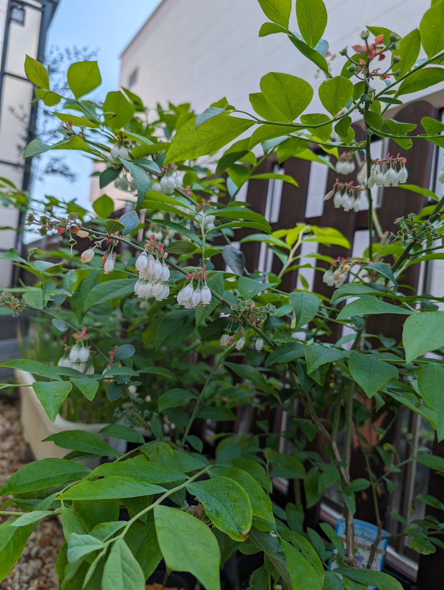 メモメモ
植え込みイチジクの根が活着したっぽい。
フェイジョア花芽確認。
ポポーも無事動き出した。
ブルーベリー順調に人工受粉終わりそう。
果樹は楽しいョ₍⁠₍⁠ ⁠◝⁠(⁠　ﾟ⁠∀⁠ ﾟ⁠ ⁠)⁠◟⁠ ⁠⁾⁠⁾