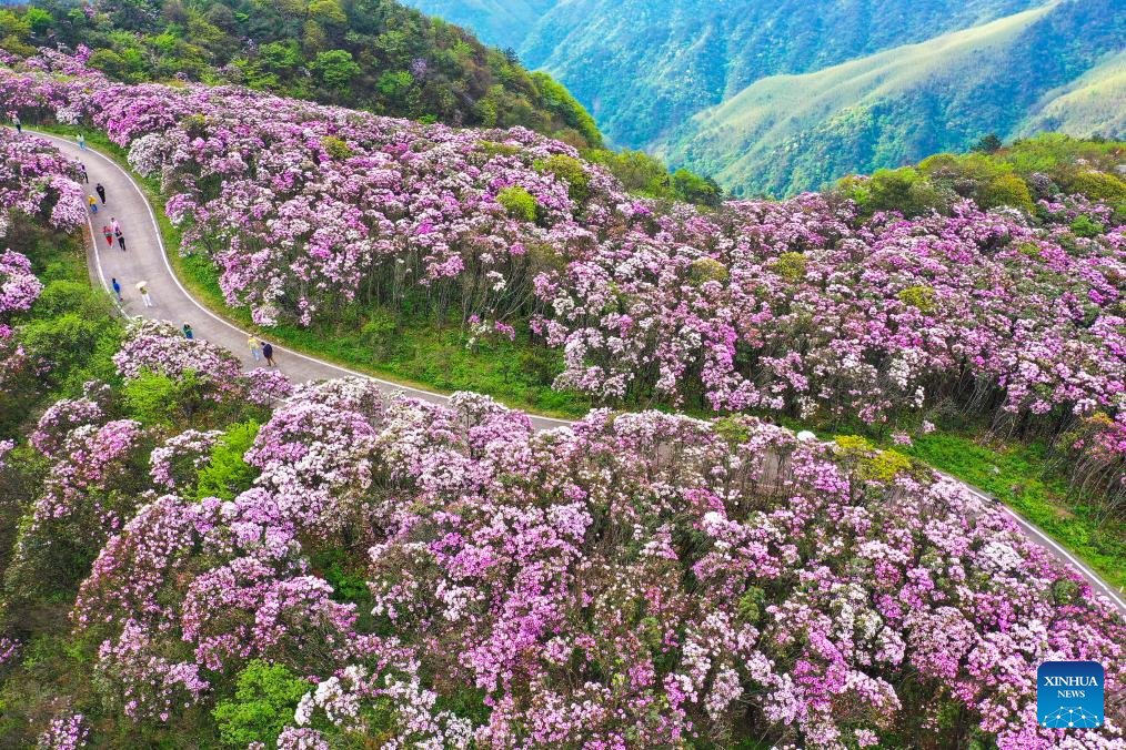 VoiceofPD's tweet image. #SpringinChina
🌸🌸Amazing spring scenery across China
#spring #scenery
More pics: en.people.cn/n3/2024/0428/c…