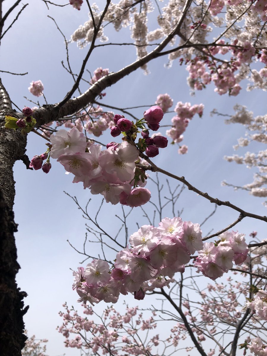 五稜郭公園

桜🌸→南殿(なでん)という品種🌸

可愛くて綺麗でした😊✨