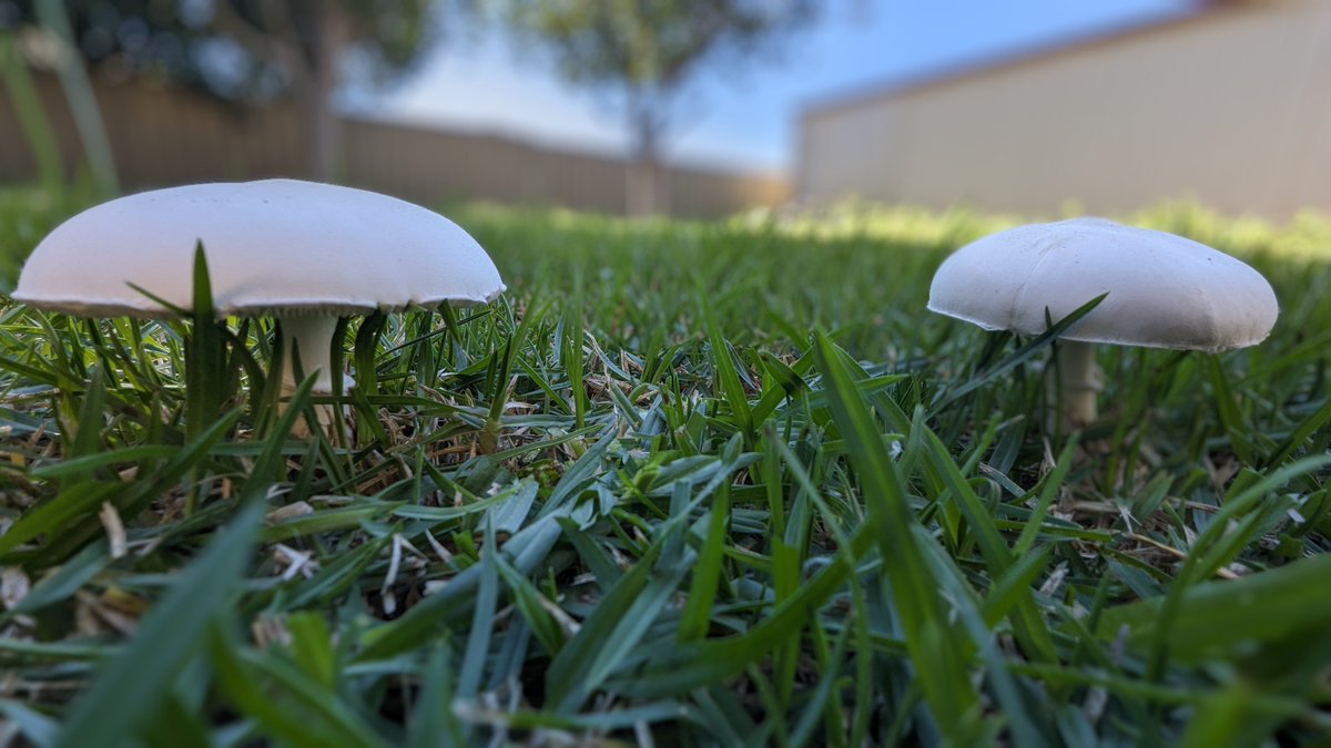 Good morning
#fungi #mushrooms #naturefirst #naturephotography #macro #nature