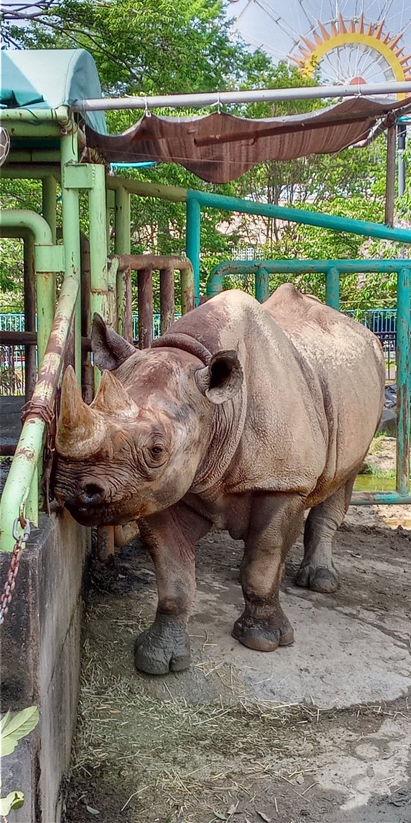 #クロサイ　#ヒガシクロサイ　#熊本市動植物園