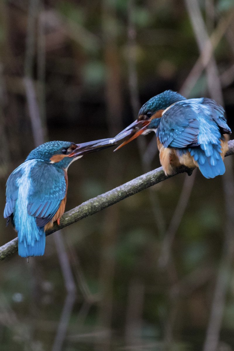 A female kingfisher receives a gift from her partner.