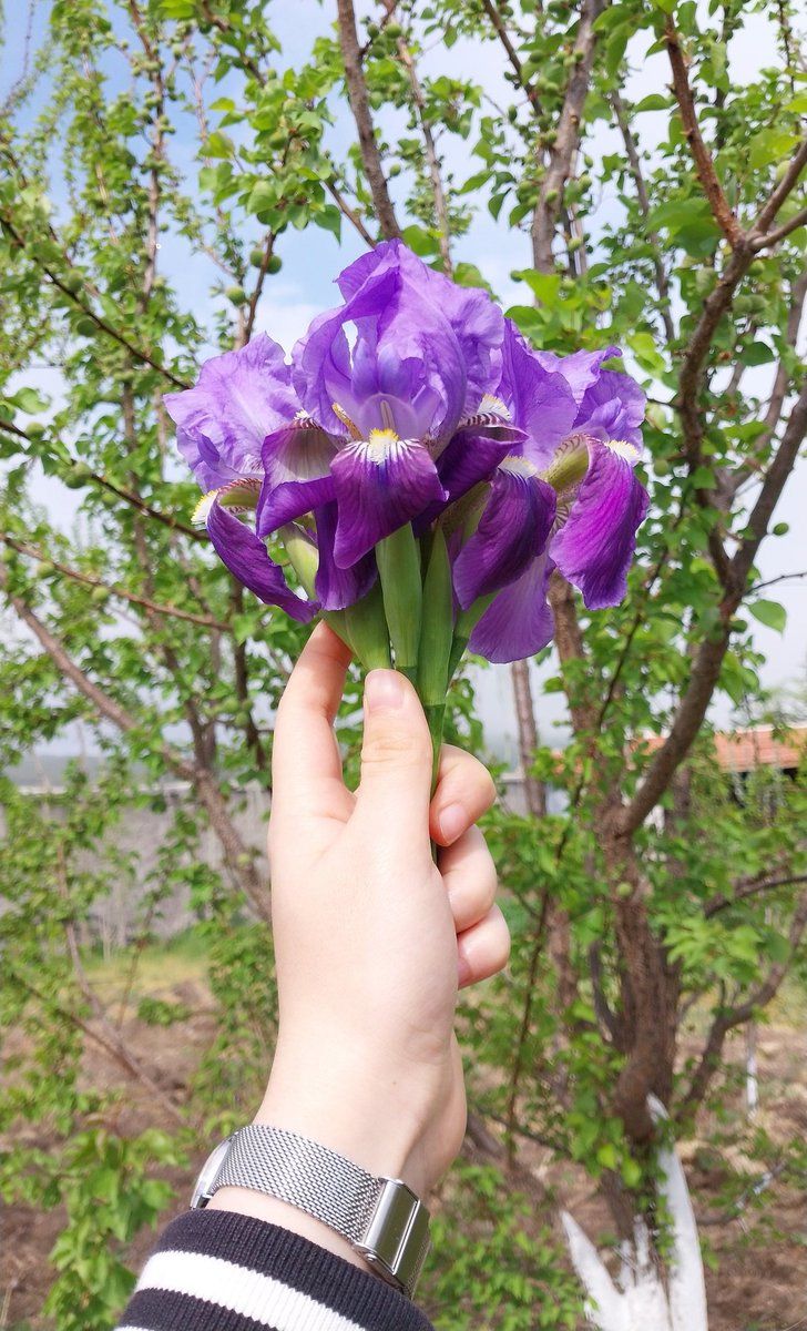 Zambak kokulu günaydınlar💜