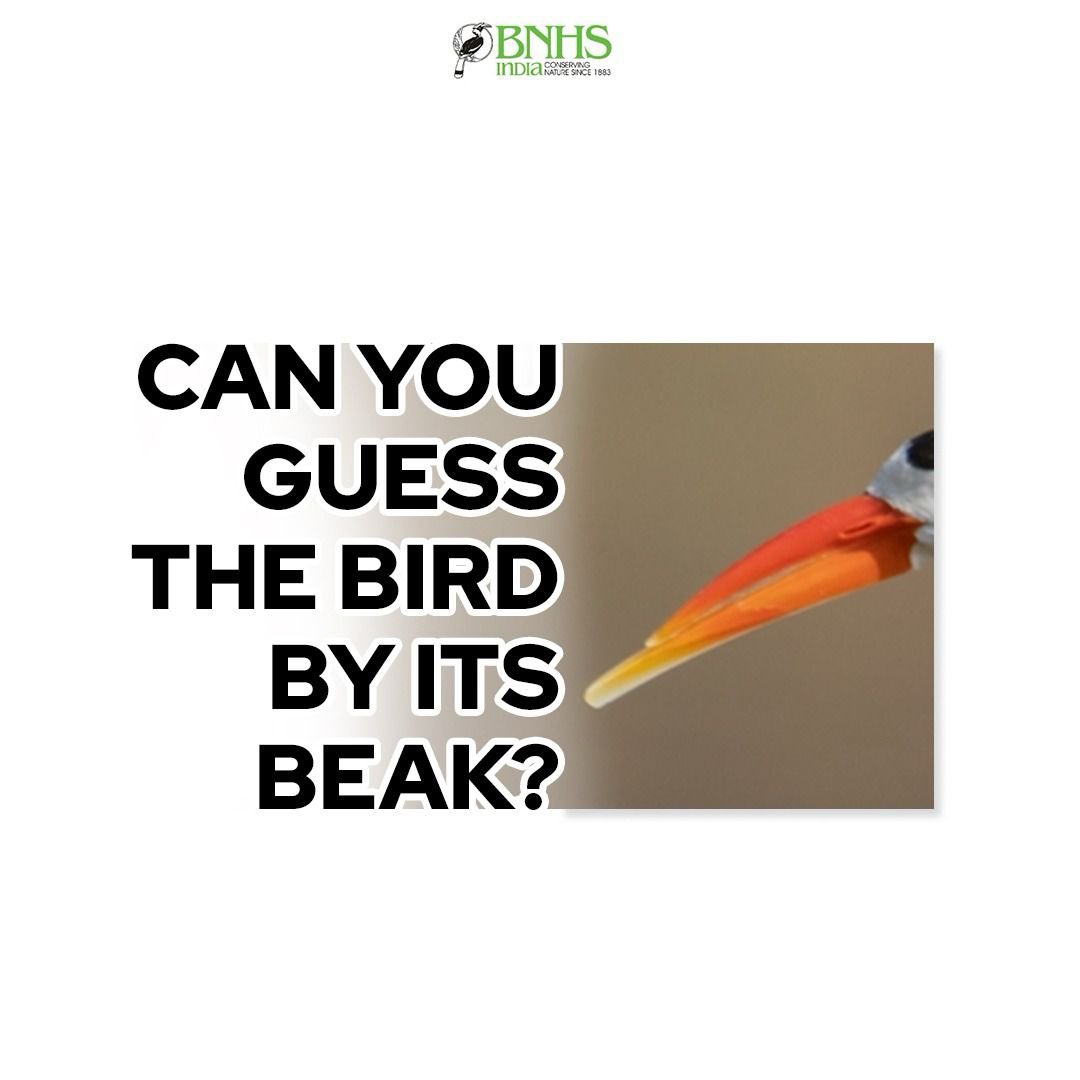 Can you crack the ‘beak code’ ? 🦜 #GuessTheBird #BeakCode #IndianBirds #BirdsBeak #BNHS