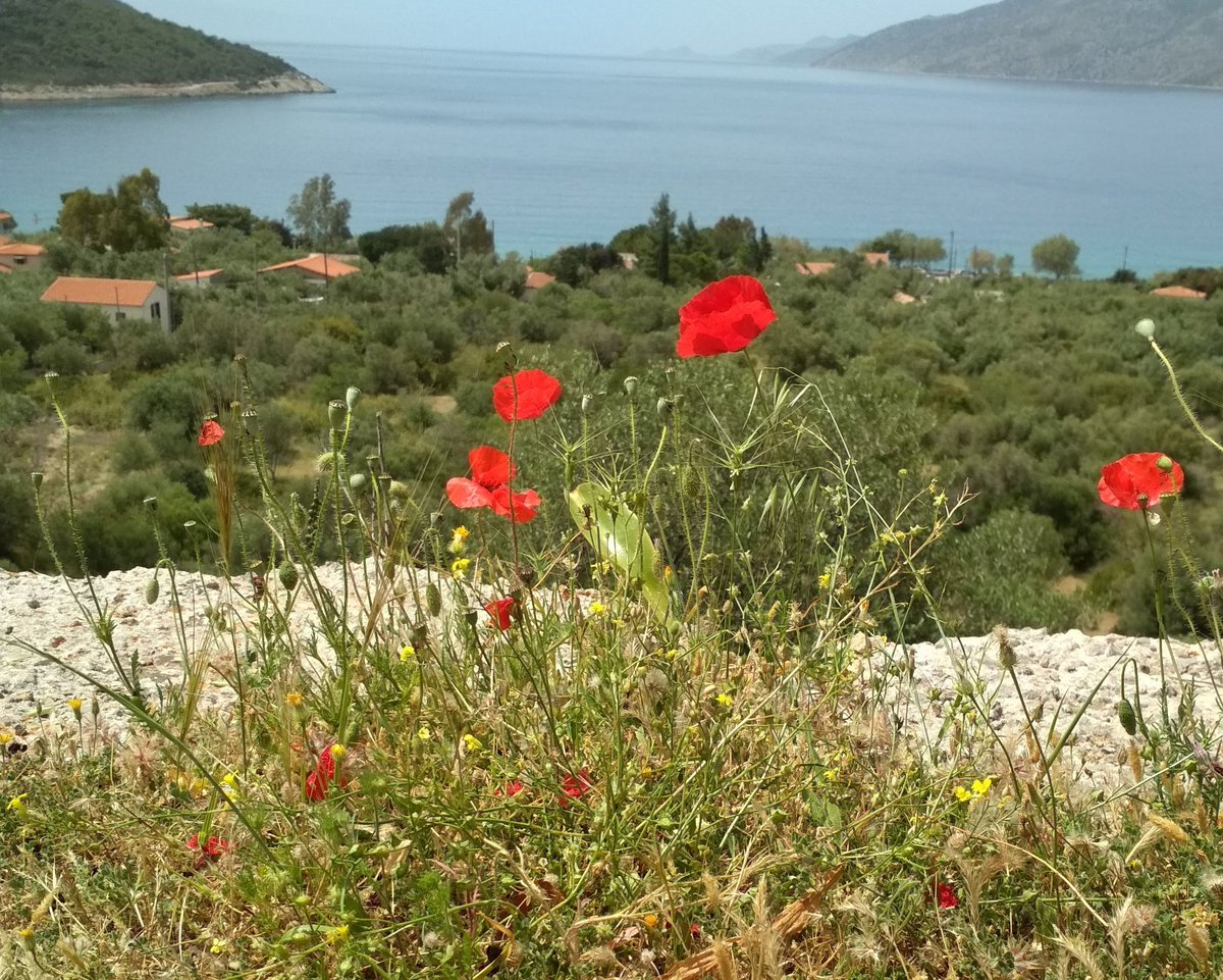 Την Άνοιξη δεν τη βρήκα τόσο στους αγρούς ή,έστω, σ΄έναν Μποτιτσέλλι όσο σε μια μικρή Βαϊφόρο Κόκκινη. Οδυσσέας Ελύτης