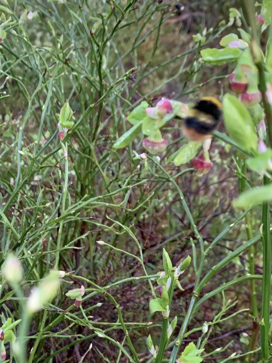 Stunning morning up in the Highlands and finally my first B.monticola of the season foraging at 5:30am at 1C! Tough wee 🐝s and my absolute favourite!! ❤️ @BumblebeeTrust @The_Buzz_Club