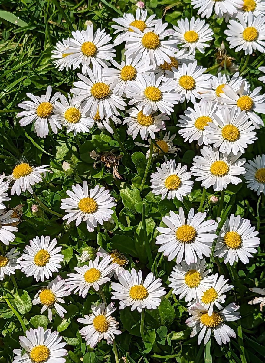 Sweet & simple Have a nice daisy! 🌿 🤍✨ 🫶😌 #Flowers #SundayYellow #gardening