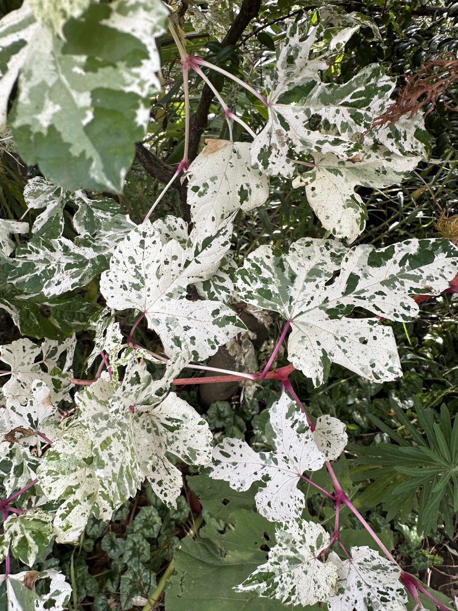 Ampelopsis glandulosa ‘Elegans’ not for the variegataphobes out there! #dicksoniarareplants#3cr #mtmacedon#rhsv #thehorticulturalistsyoutube #rareplants